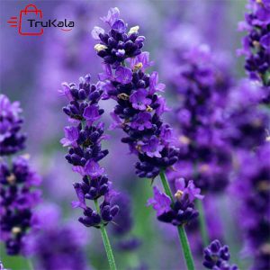 ماسک ورقه ای صورت ایمیجز