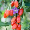 ماسک ورقه ای صورت  گوجی بری دیوا
