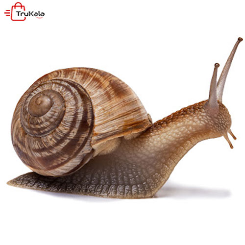 خرید سرم حلزون طلا ونزن ترب