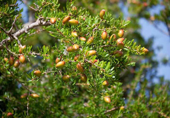 روغن موی آرگان و کراتین دکتر راشل